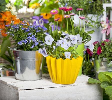 Frühling auf dem Balkon - Hornveilchen, Narzisse und Co. Frühling auf dem Balkon - Hornveilchen, Narzisse und Co.