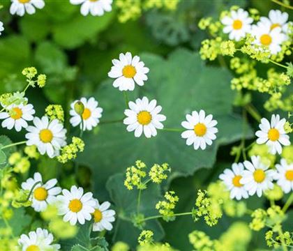 Matricaria recutita