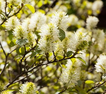 Fothergilla major