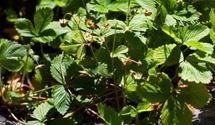 Wald-Erdbeere