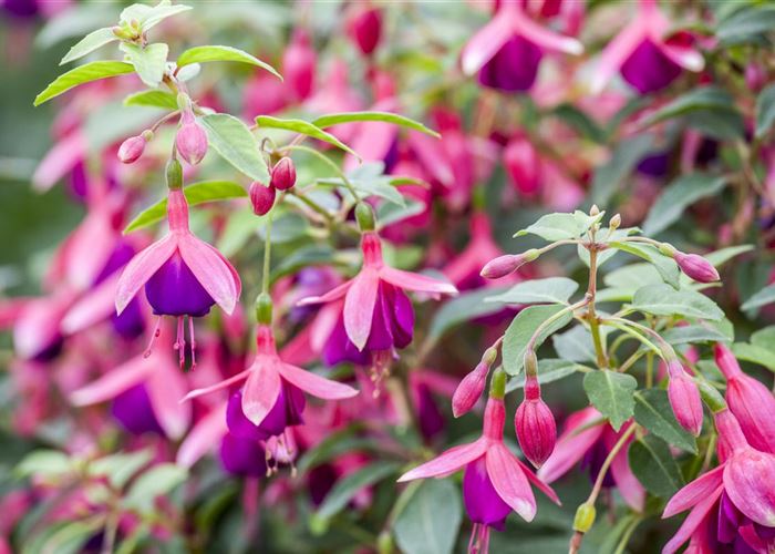 Fuchsien als Blickfang