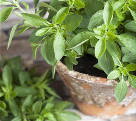 Origanum majorana Origanum majorana