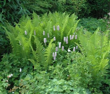 Dryopteris filix-mas Dryopteris filix-mas