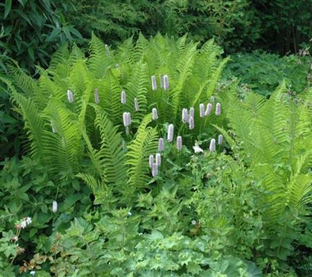 Dryopteris filix-mas Dryopteris filix-mas