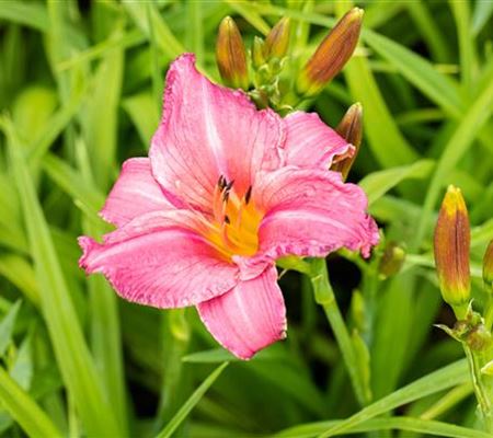 Hemerocallis 'Summer Wine' Hemerocallis 'Summer Wine'
