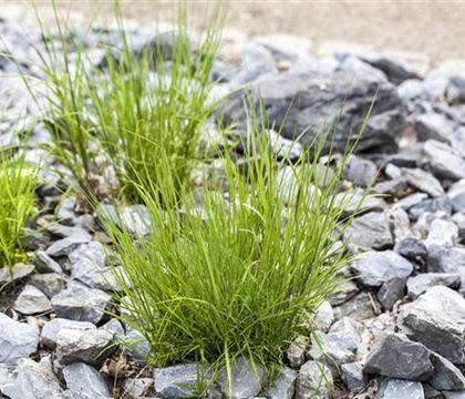 Melica ciliata Melica ciliata