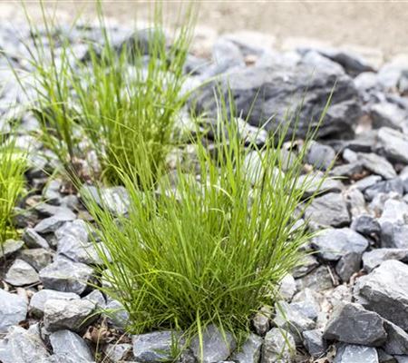 Melica ciliata Melica ciliata