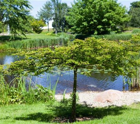 Gartenteich easy going - so klappt's Gartenteich easy going - so klappt's