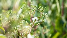 Sieben-Söhne-des-Himmels-Blume