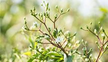 Sieben-Söhne-des-Himmels-Blume