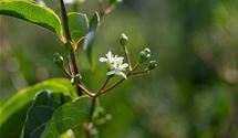 Sieben-Söhne-des-Himmels-Blume