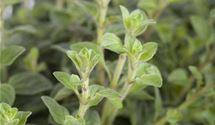 Oregano