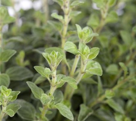 Origanum vulgare Origanum vulgare