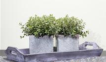 Oregano