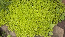 Oregano