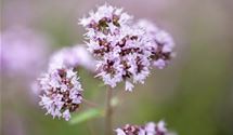 Oregano