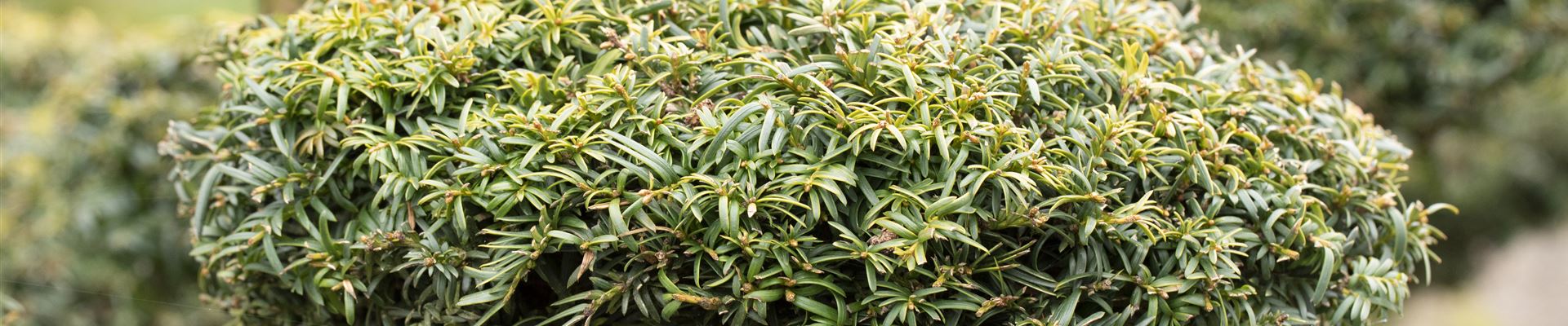 GS588816.jpg GS588816.jpg