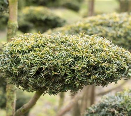 Koniferen schmücken das ganze Jahr Koniferen schmücken das ganze Jahr