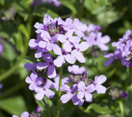 Hesperis matronalis Hesperis matronalis