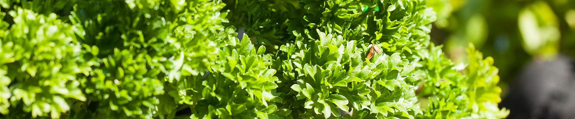 GS529631.jpg GS529631.jpg