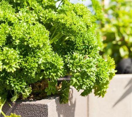 Kräuter im eigenen Garten: Anlegen des Kräutergartens Kräuter im eigenen Garten: Anlegen des Kräutergartens