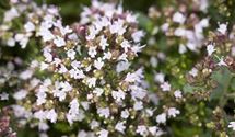 Oregano