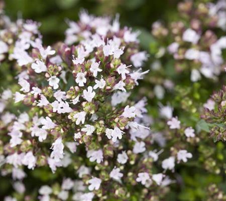 Origanum vulgare 'Compactum' Origanum vulgare 'Compactum'