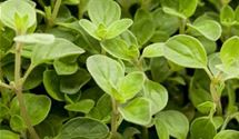 Oregano