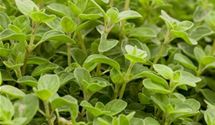 Oregano
