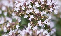 Oregano
