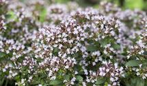 Oregano