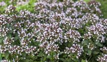 Oregano