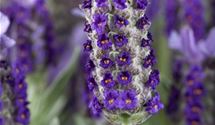 Lavendel