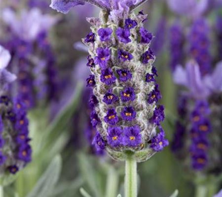 Lavandula stoechas Lavandula stoechas