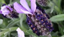 Lavendel