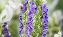 Lavendel