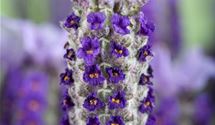 Lavendel