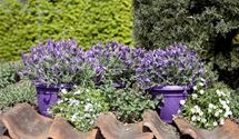 Lavendel