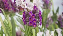 Lavendel
