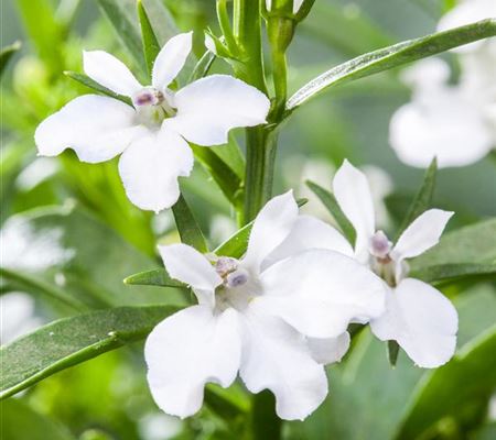 Männertreu: mehr als nur eine schöne Lückenfüllerin