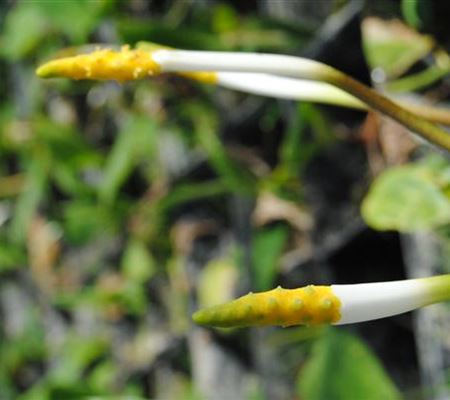 Orontium aquaticum Orontium aquaticum