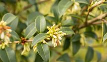 Duftblüte