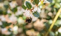 Duftblüte