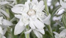Edelweiss