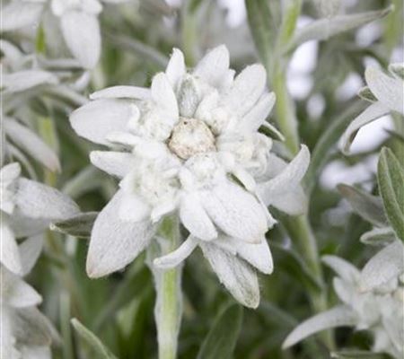 Leontopodium alpinum Leontopodium alpinum