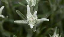 Edelweiss