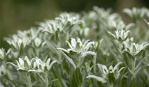 Edelweiss