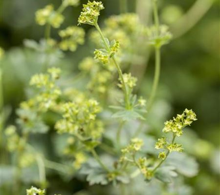 Alchemilla erythropoda