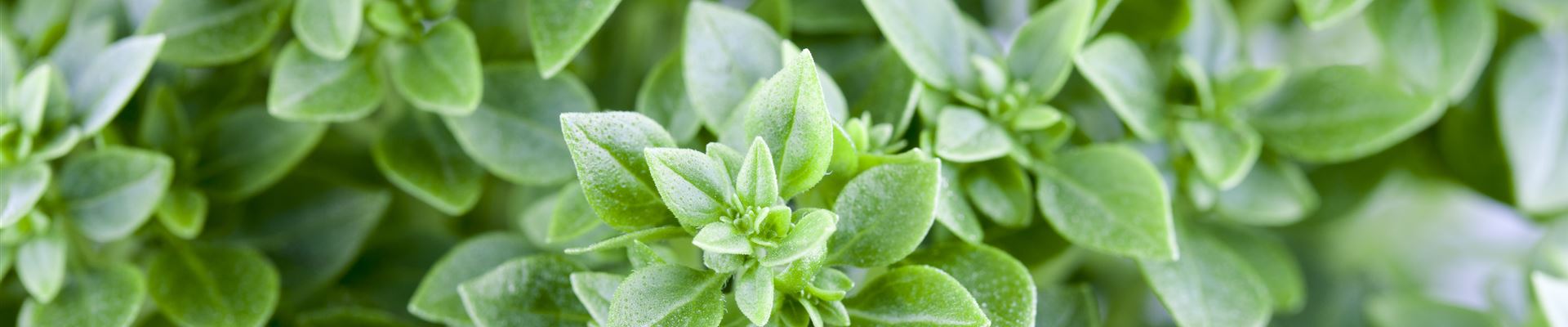 GS490448.jpg GS490448.jpg