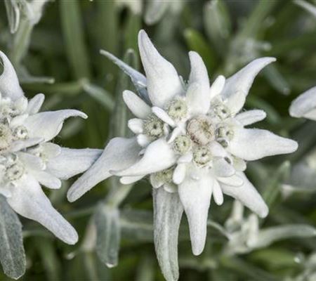 Leontopodium alpinum 'Everest' Leontopodium alpinum 'Everest'
